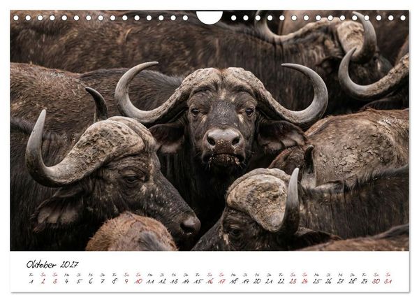 Produktbild: Better Together - Herdenmomente (Wandkalender 2027 DIN A4 quer), CALVENDO Monatskalender