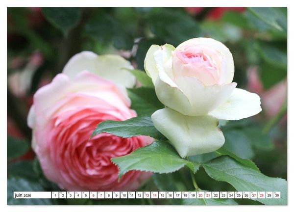 Produktbild: Au royaume des fleurs (Calendrier mural 2026 DIN A3 vertical), CALVENDO calendrier mensuel