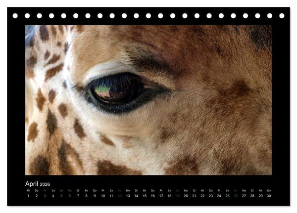 Produktbild: Wilde Tiere Afrikas (Tischkalender 2026 DIN A5 quer), CALVENDO Monatskalender