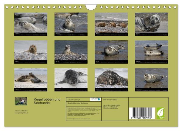 Produktbild: Kegelrobben und Seehunde (Wandkalender 2026 DIN A4 quer), CALVENDO Monatskalender