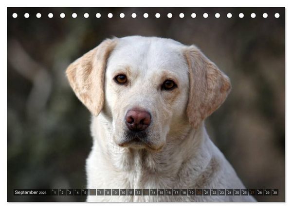 Produktbild: Labrador Retriever - Jagdhund mit Charme (Tischkalender 2026 DIN A5 quer), CALVENDO Monatskalender