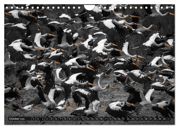 Produktbild: tanzania fine art (Wall Calendar 2026 DIN A4 landscape), CALVENDO 12 Month Wall Calendar