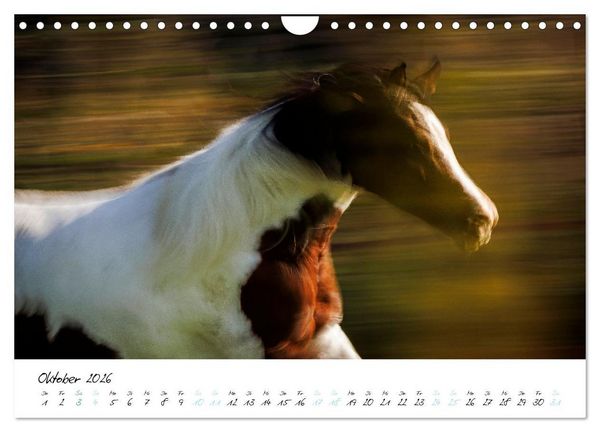 Produktbild: Pferde vom Wind verweht (Wandkalender 2026 DIN A4 quer), CALVENDO Monatskalender
