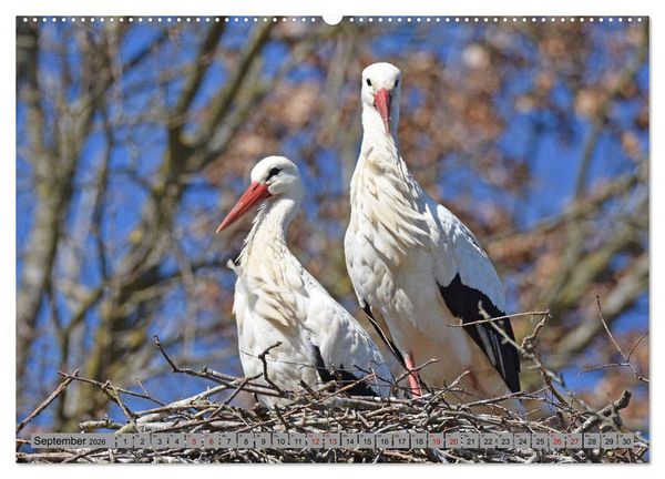 Produktbild: Zu Gast bei Familie Storch (Wandkalender 2026 DIN A2 quer), CALVENDO Monatskalender