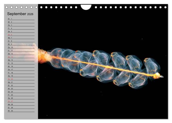 Produktbild: Quallen. Die Welt der Medusen (Wandkalender 2026 DIN A4 quer), CALVENDO Monatskalender