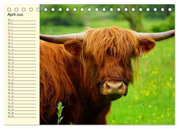 Produktbild: Schottische Hochlandrinder. Freundlich, sch&ouml;n und robust (Tischkalender 2026 DIN A5 quer), CALVENDO Monatskalender