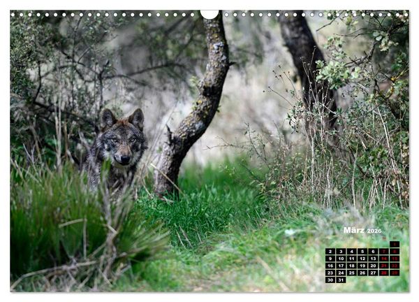 Produktbild: Willkommen Wolf (Wandkalender 2026 DIN A3 quer), CALVENDO Monatskalender