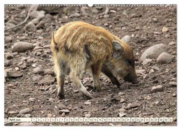 Produktbild: Wildschweine - Tiere aus unseren W&auml;ldern (Wandkalender 2026 DIN A2 quer), CALVENDO Monatskalender