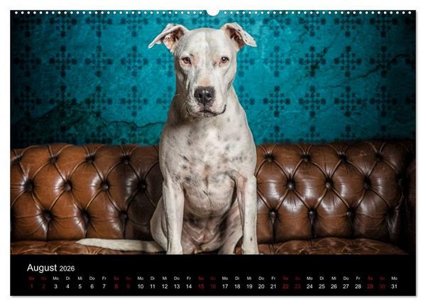 Produktbild: DOGO ARGENTINO (Wandkalender 2026 DIN A2 quer), CALVENDO Monatskalender