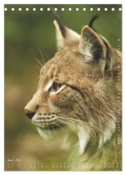 Produktbild: Luchs (Tischkalender 2026 DIN A5 hoch), CALVENDO Monatskalender
