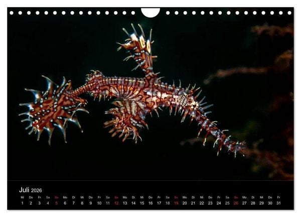 Produktbild: Faszination Makro Unterwasser (Wandkalender 2026 DIN A4 quer), CALVENDO Monatskalender