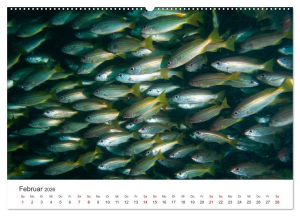 Produktbild: Faszination blaue Welt (hochwertiger Premium Wandkalender 2026 DIN A2 quer), Kunstdruck in Hochglanz