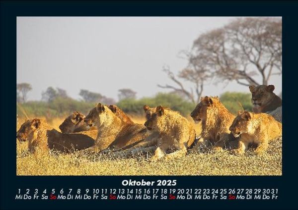 Produktbild: L&ouml;wen in der Wildnis 2025 Fotokalender DIN A5