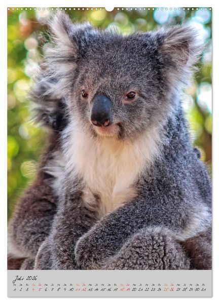 Produktbild: Koala, kleiner B&auml;r (Wandkalender 2026 DIN A2 hoch), CALVENDO Monatskalender