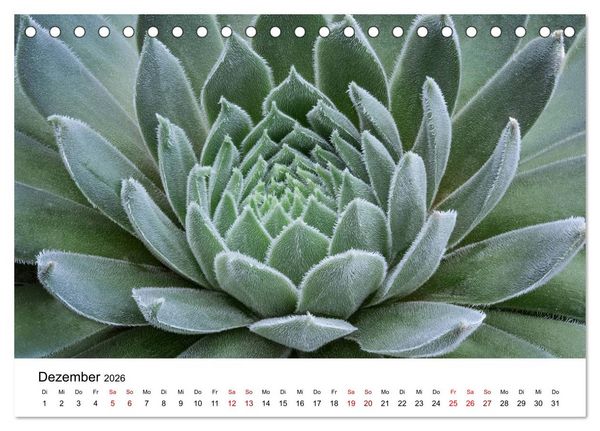 Produktbild: Sukkulenten Galerie (Tischkalender 2026 DIN A5 quer), CALVENDO Monatskalender
