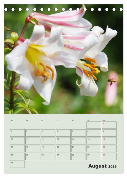 Produktbild: Lilien im Garten (Tischkalender 2026 DIN A5 hoch), CALVENDO Monatskalender