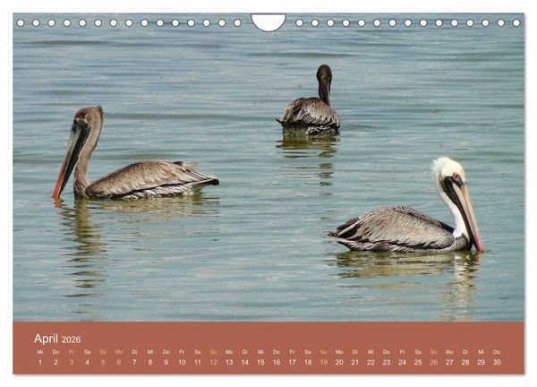 Produktbild: ABC: Aruba - Bonaire - Cura&ccedil;ao (Wandkalender 2026 DIN A4 quer), CALVENDO Monatskalender