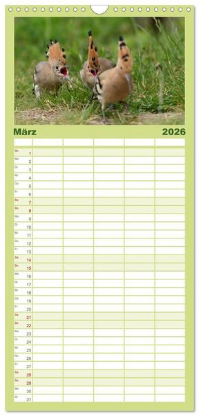 Produktbild: Familienplaner 2026 - Der Wiedehopf mit 5 Spalten (Wandkalender, 21 x 45 cm) CALVENDO