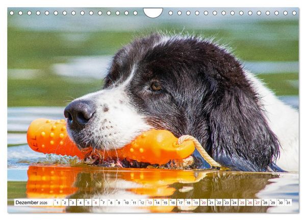 Produktbild: Landseer - Ein starker Freund auf 4 Pfoten (Wandkalender 2026 DIN A4 quer), CALVENDO Monatskalender