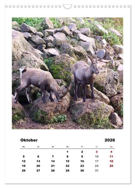 Produktbild: Alpen-Steinb&ouml;cke, imposante Horntr&auml;ger (Wandkalender 2026 DIN A3 hoch), CALVENDO Monatskalender