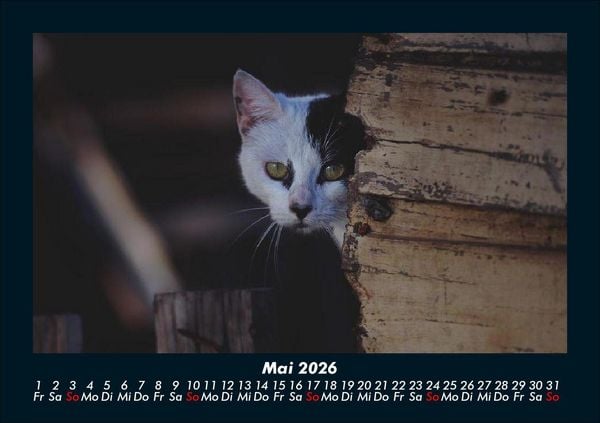 Produktbild: F&uuml;r Katzenfreunde 2026 Fotokalender DIN A5