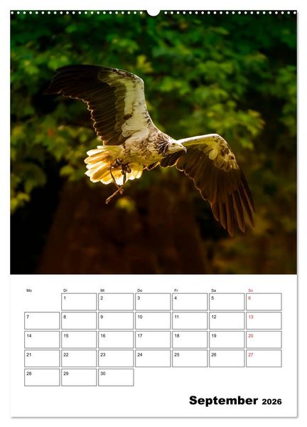 Produktbild: Raub- und Greifv&ouml;gel im Flug (hochwertiger Premium Wandkalender 2026 DIN A2 hoch), Kunstdruck in Hochglanz