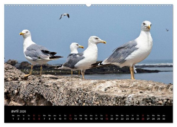 Produktbild: Essaouira Maroc (Calendrier mural 2026 DIN A2 vertical) calendrier de bureau