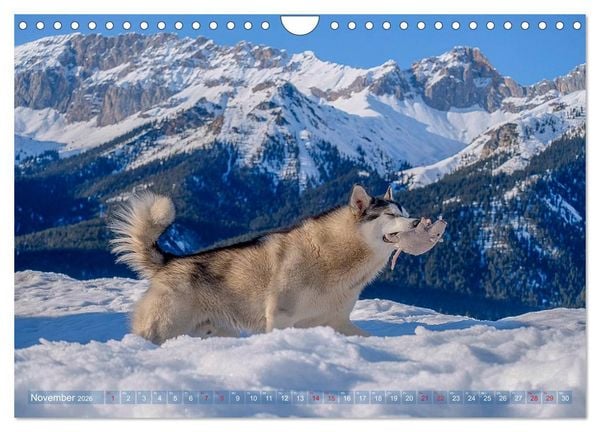 Produktbild: Alaskan Malamute in seinem Element (Wandkalender 2026 DIN A4 quer), CALVENDO Monatskalender