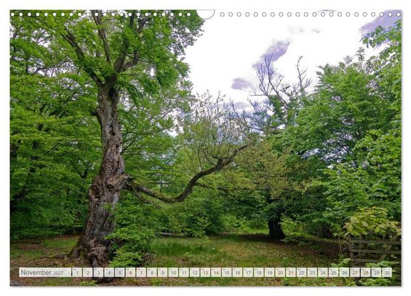 Produktbild: Hutewald Halloh - Baumriesen aus vergangenen Zeiten (Wandkalender 2027 DIN A3 quer), CALVENDO Monatskalender