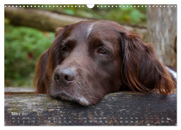 Produktbild: Faszination Jagdhund - Kleiner M&uuml;nsterl&auml;nder (Wandkalender 2027 DIN A3 quer), CALVENDO Monatskalender
