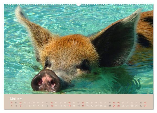 Produktbild: Schwimmende Schweine auf den Bahamas! (hochwertiger Premium Wandkalender 2026 DIN A2 quer), Kunstdruck in Hochglanz