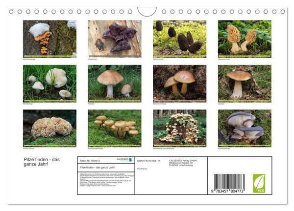 Produktbild: Pilze finden - das ganze Jahr! (Wandkalender 2026 DIN A4 quer), CALVENDO Monatskalender
