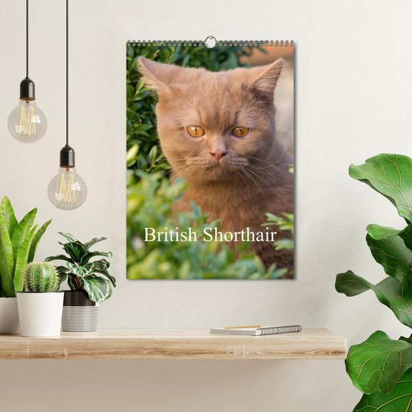 Produktbild: British Shorthair (Wall Calendar 2026 DIN A3 portrait), CALVENDO 12 Month Wall Calendar