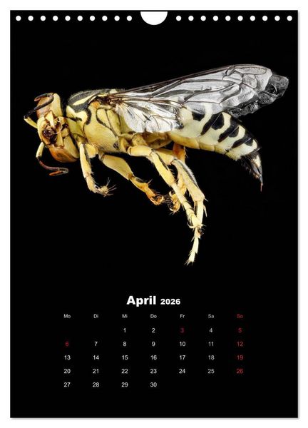 Produktbild: Schillernde Insektenwelt (Wandkalender 2026 DIN A4 hoch), CALVENDO Monatskalender