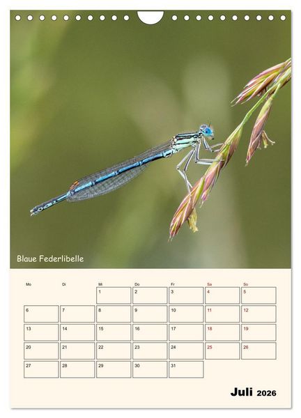 Produktbild: Libellen - Flugk&uuml;nstler in Bayern (Wandkalender 2026 DIN A4 hoch), CALVENDO Monatskalender