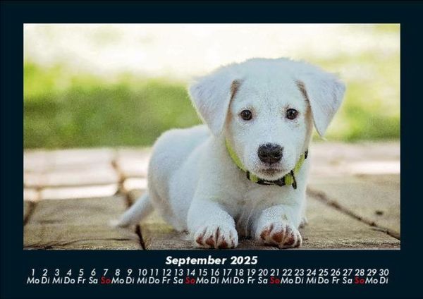 Produktbild: Welpen 2025 Fotokalender DIN A5