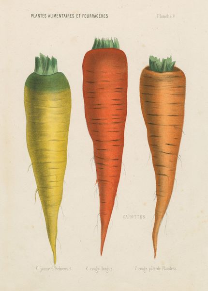 Produktbild: John Derian Paper Goods: Three Carrots 1,000-Piece Puzzle