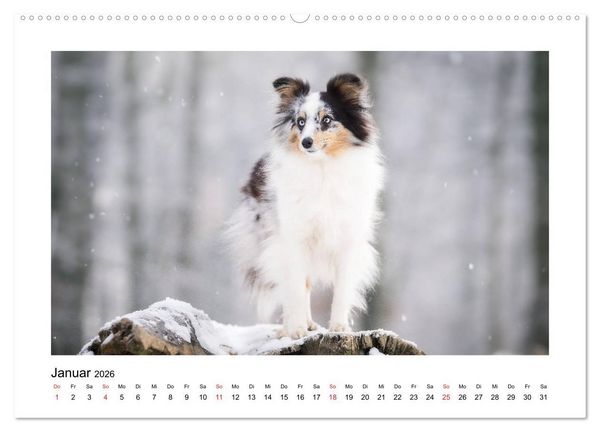 Produktbild: Herzensshelties - Shetland Sheepdogs (hochwertiger Premium Wandkalender 2026 DIN A2 quer), Kunstdruck in Hochglanz
