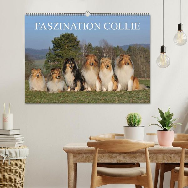 Produktbild: Faszination Collie 2026 (Wandkalender 2026 DIN A2 quer), CALVENDO Monatskalender