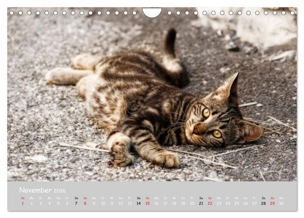 Produktbild: Katzen des S&uuml;dens (Wandkalender 2026 DIN A4 quer), CALVENDO Monatskalender