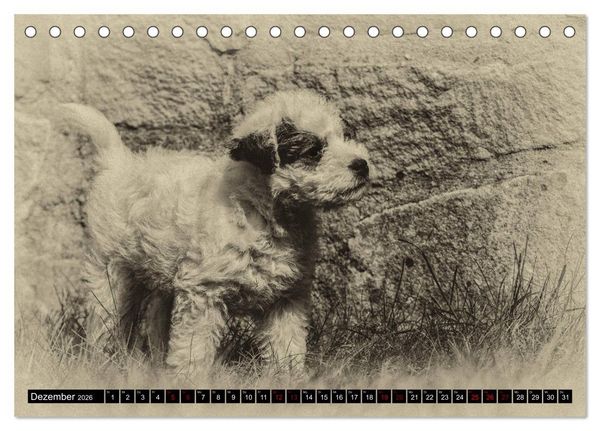 Produktbild: Parson Jack Russel Welpen (Tischkalender 2026 DIN A5 quer), CALVENDO Monatskalender