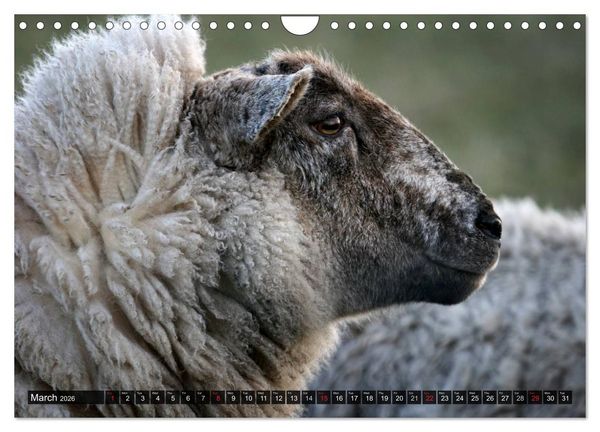 Produktbild: Sheep Portraits (Wall Calendar 2026 DIN A4 landscape), CALVENDO 12 Month Wall Calendar