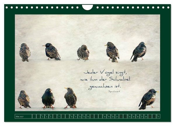 Produktbild: Stare und Weisheiten (Wandkalender 2027 DIN A4 quer), CALVENDO Monatskalender
