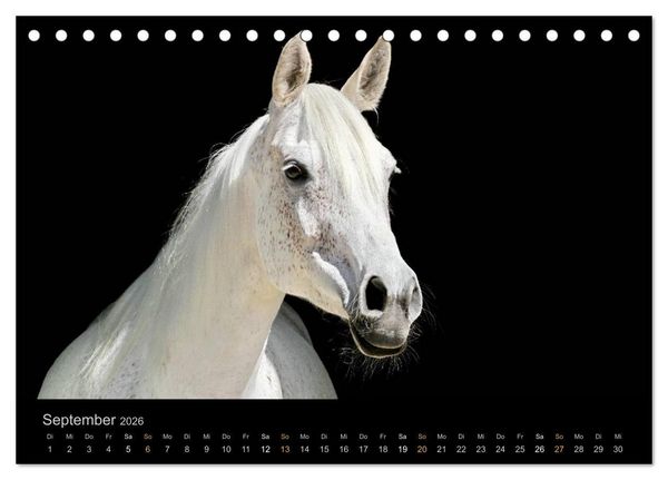 Produktbild: Magische Momente - Pferde Horses Caballos (Tischkalender 2026 DIN A5 quer), CALVENDO Monatskalender