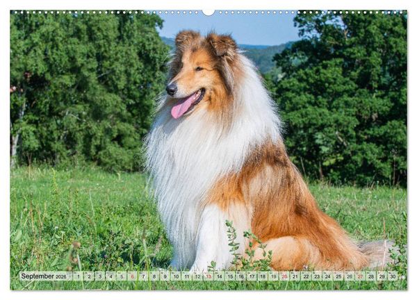 Produktbild: Collie - Das Gl&uuml;ck hat 4 Pfoten (Wandkalender 2026 DIN A2 quer), CALVENDO Monatskalender