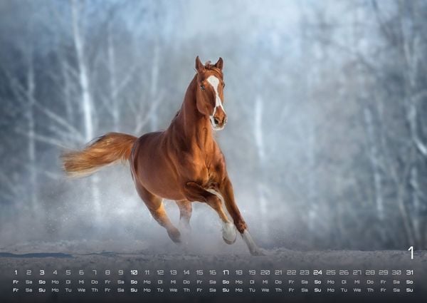 Produktbild: Pferdegefl&uuml;ster - Der Pferdekalender - 2027 - Kalender DIN A2