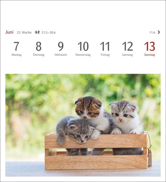Produktbild: Katzen Postkartenkalender 2027 - Wochenkalender mit 53 Postkarten