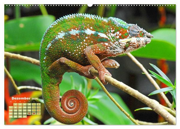 Produktbild: Cham&auml;leon: Die farbenfrohe Welt der Reptilien (Wandkalender 2026 DIN A2 quer), CALVENDO Monatskalender