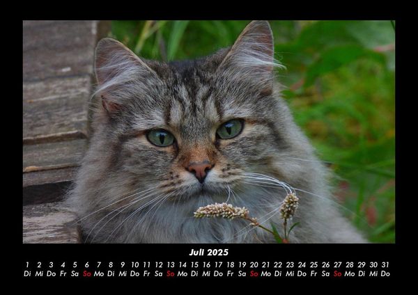 Produktbild: Katzen 2025 Fotokalender DIN A3