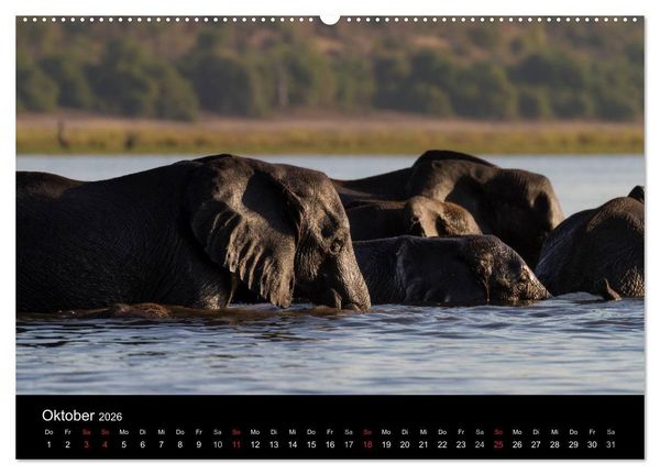 Produktbild: Elefanten - Die sanften Riesen Afrikas (hochwertiger Premium Wandkalender 2026 DIN A2 quer), Kunstdruck in Hochglanz